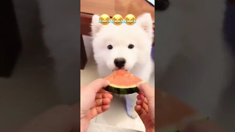 Puppy hasn't grown his teeth yet...🐶🐾🍉😅 #shorts #shortsfeed #clips #shortvideo
