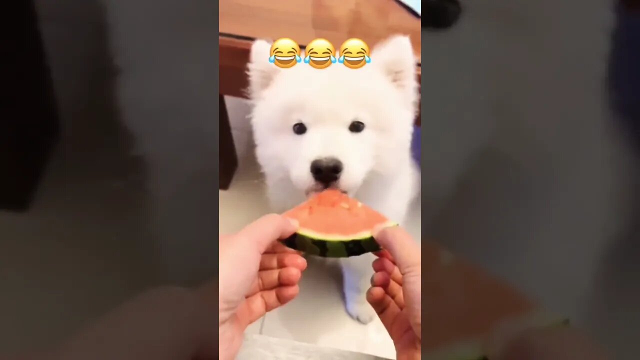 Puppy hasn't grown his teeth yet...🐶🐾🍉😅 #shorts #shortsfeed #clips #shortvideo