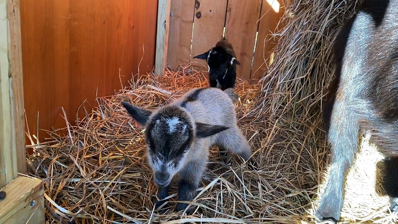 It’s kidding season! Baby Valentine goats.