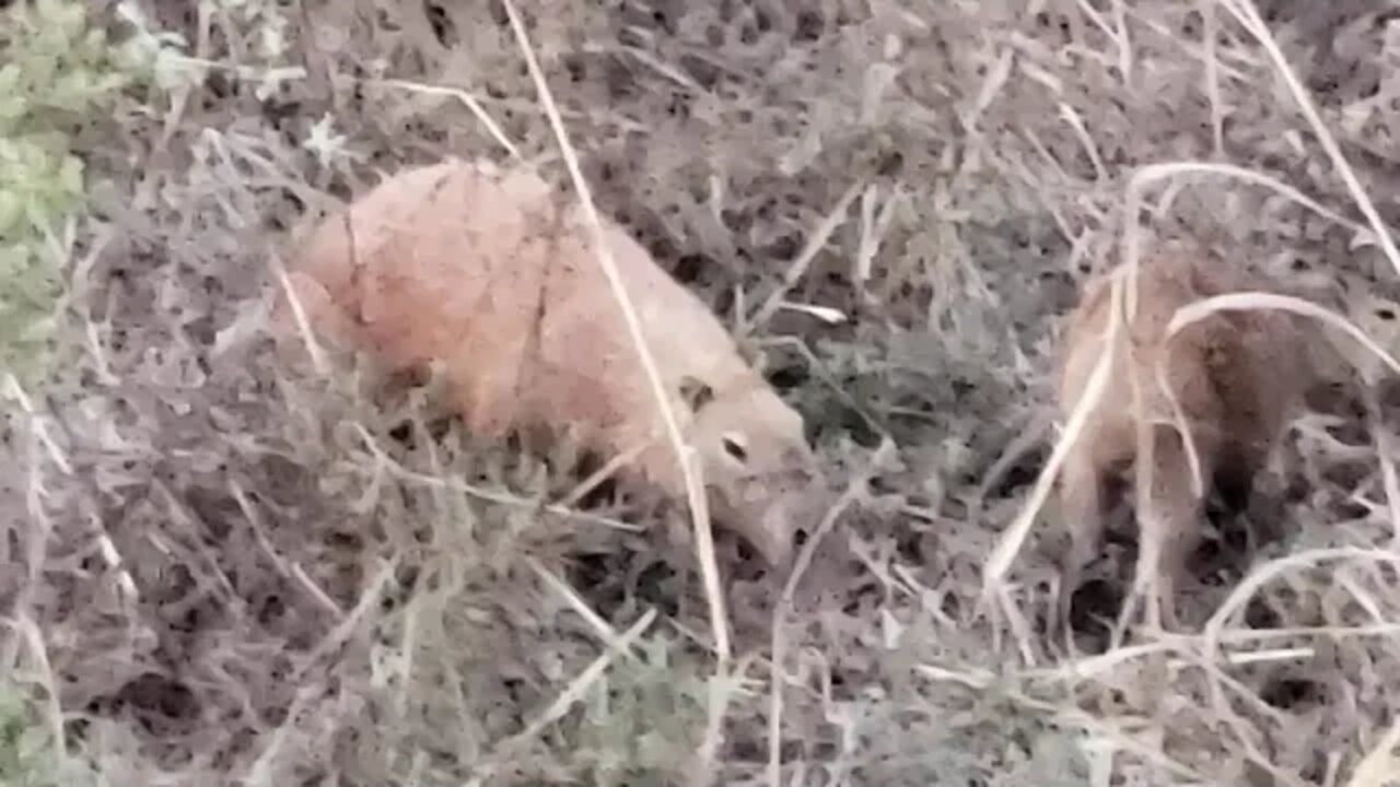 Capivaras em Brasília no Parque Ermida Dom Bosco Passeando Livremente - Capibaras in Brazil Brasília