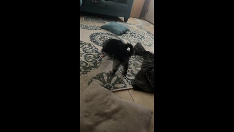 Doggy with his duck (Sam and Colby in background)