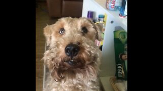 Bite to Eat - Dog takes his vitamin