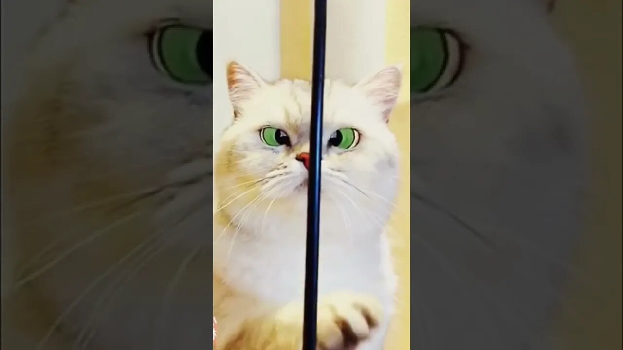 Funny cats Compilation 🤣The funny cat turned into cockfighting eyes. #shorts