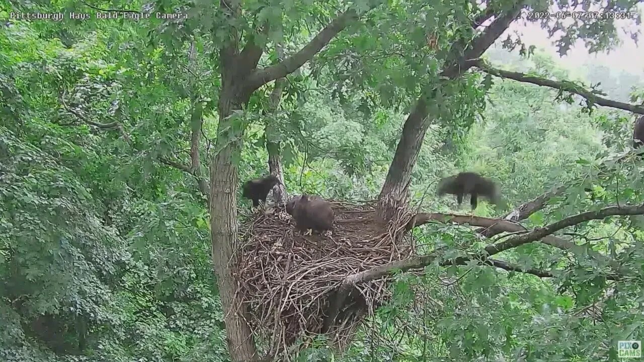 Hays Bald Eagles Juvenile has Temper Tantrum 2022 06 713am