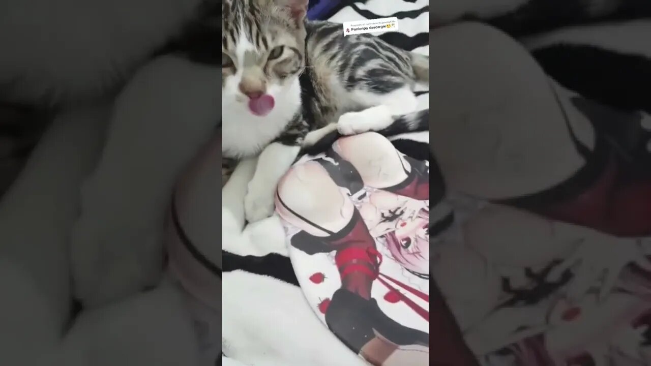 cat ko mja aa gaya #shorts #funny #viral #cats #catvideos