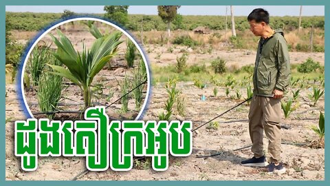 ដូងតឿក្រអូប / តម្លៃកូនដូងដែលយើងរើសមកដាំត្រូវមានឫសចេញត្រលោក១ចង្អុលដៃ - Khmer Coconut តាកាំងរៀនដាំដូ