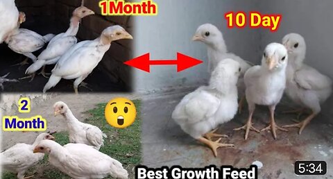 A+ Qualit Best Growth Feed | Aseel Chicks | Chicks Growth | Shoqeen Loog Aseel