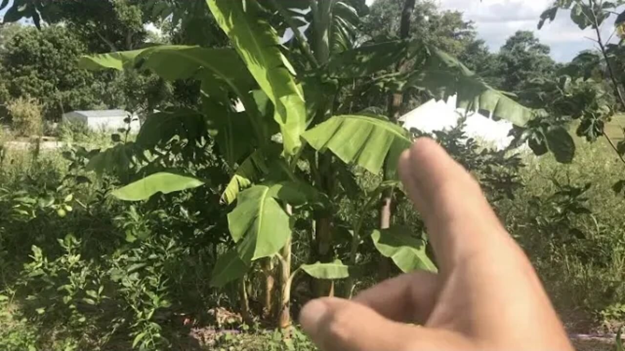 Successional Agroforestry Pruning Maintenance