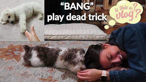 teaching a dog how to play dead