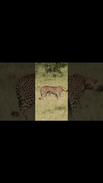Wildlife Sightings Today 29/03/22 (Lions, Leopard, etc) | Lalashe Maasai Mara | #shorts
