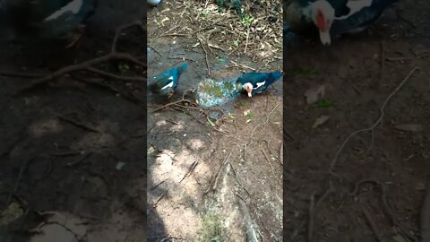 A couple of nice Muscovy girls