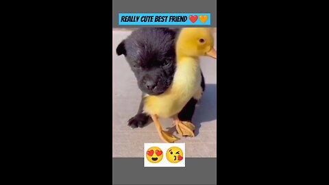The friendship of a puppy with a duckling🐶🦆