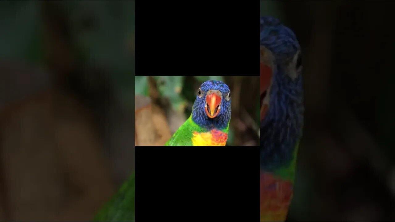 Pretty Bird Parrot