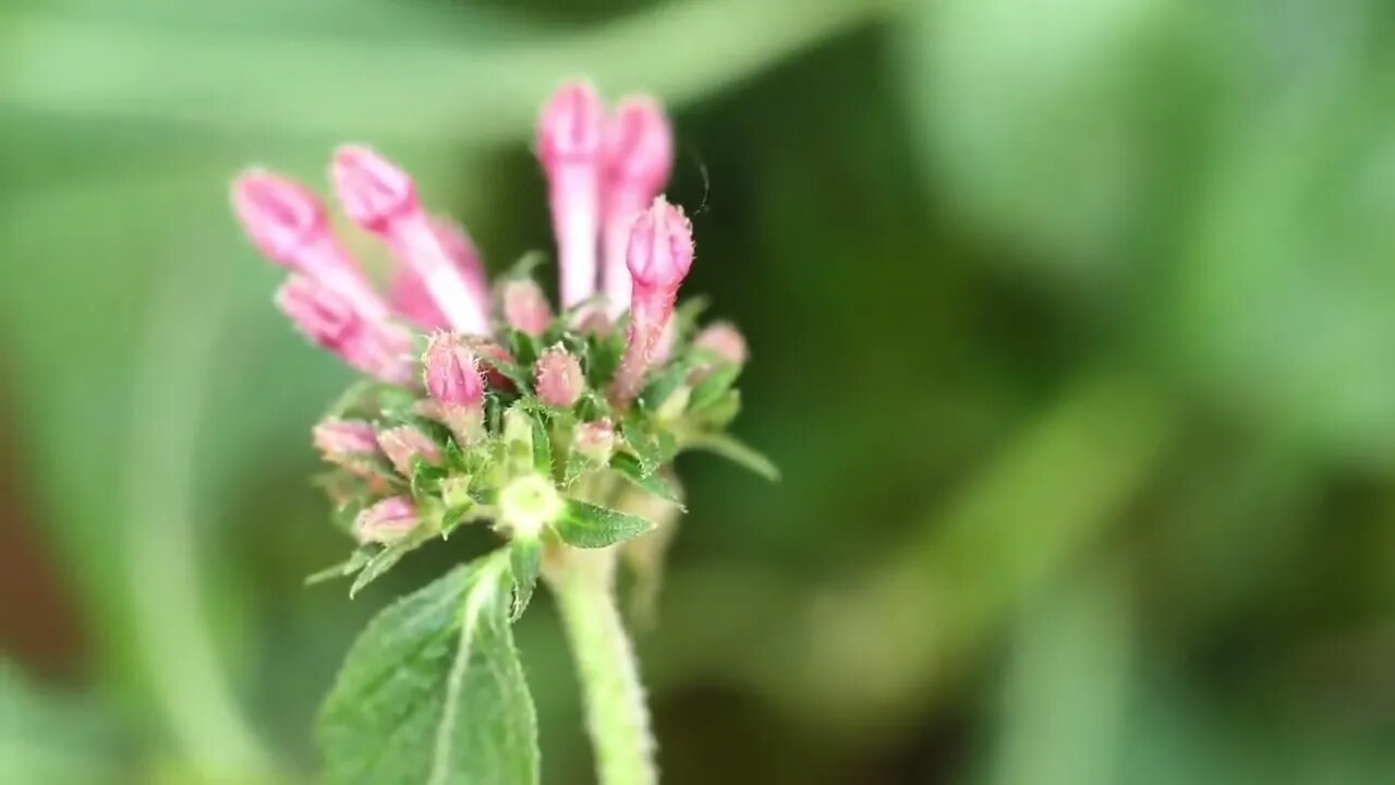 Flowers With Bud and Leaf