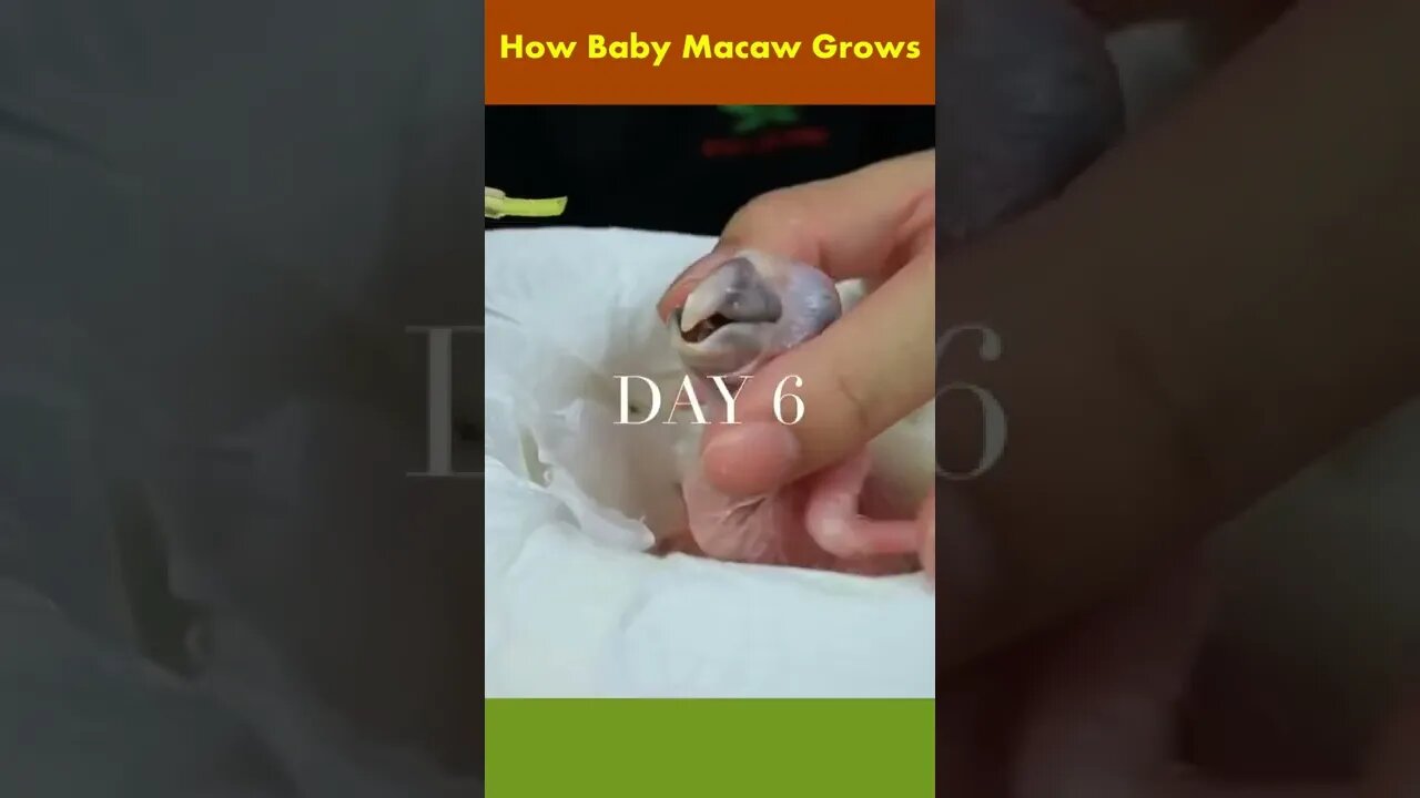 Baby Macaw Growth #shorts