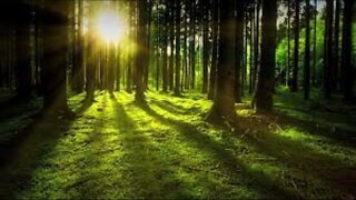 João Profeta eu creio num ser play back