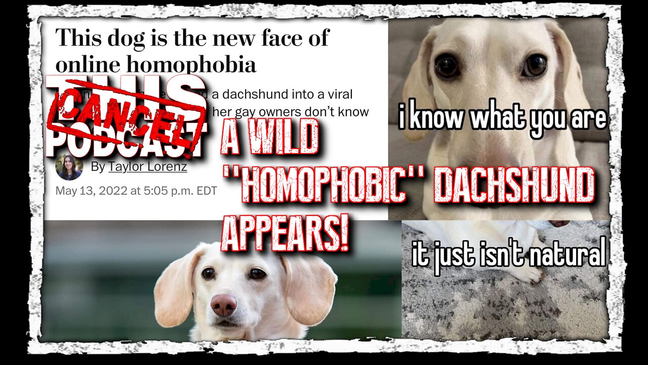 "Homophobic Dachshund" Meme'd Into Existence!