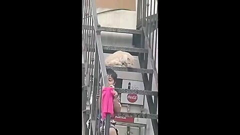 funny videos