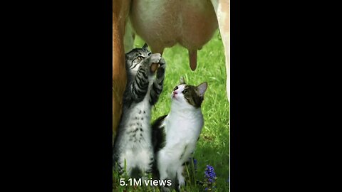 Funny animals 2023 - Funniest Cats and Dogs Video. 222 #shorts