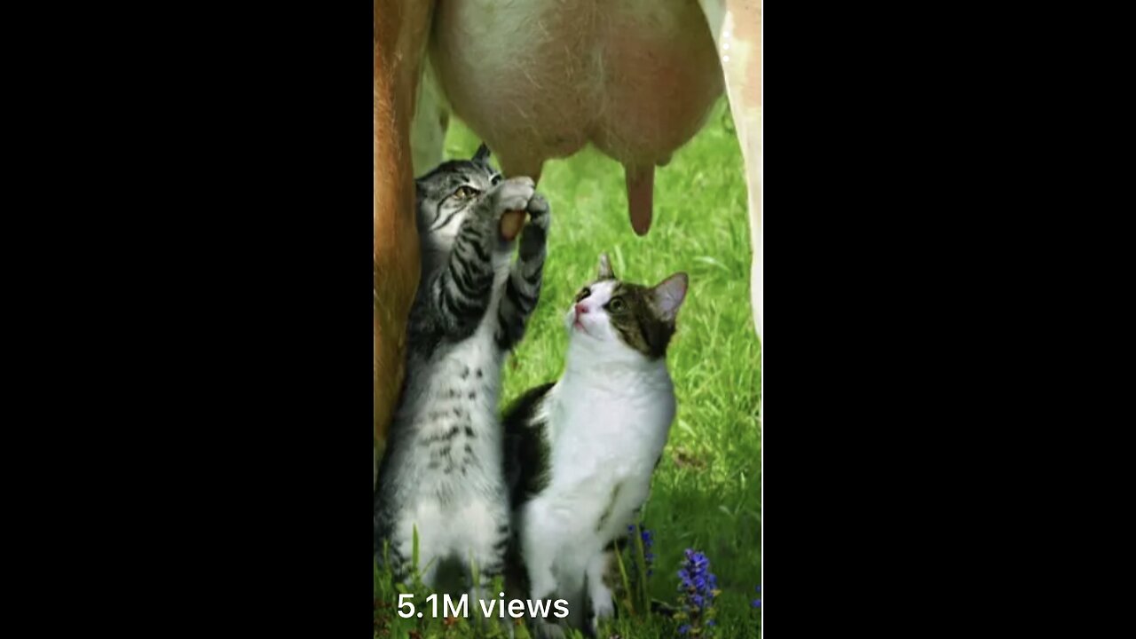 Funny animals 2023 - Funniest Cats and Dogs Video. 222 #shorts