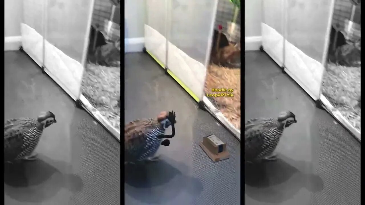 📦 Ugh, that Package Thief 📦