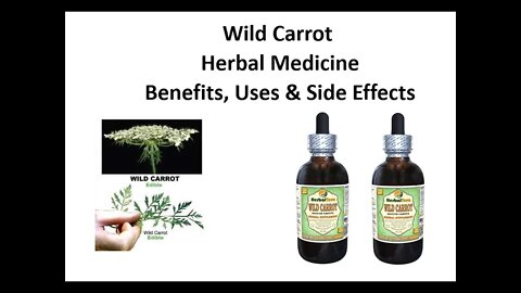 Wild Carrot Herbal Medicine Benefits, Uses & Side Effects