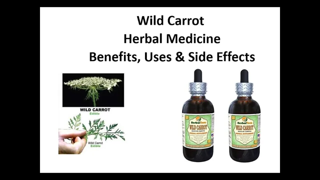 Wild Carrot Herbal Medicine Benefits, Uses & Side Effects