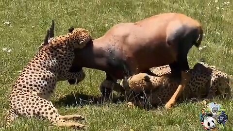 Leopard vs Monitor Lizard Real Fight | Hungry Leopard Hunt Lizard But Fail | Most Amazing Attack
