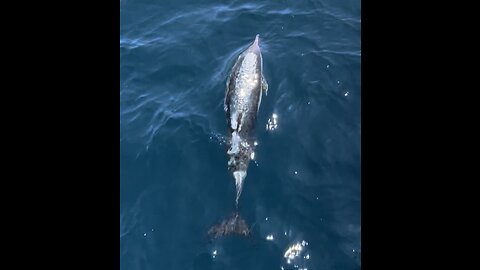 Sailing with Dolphins