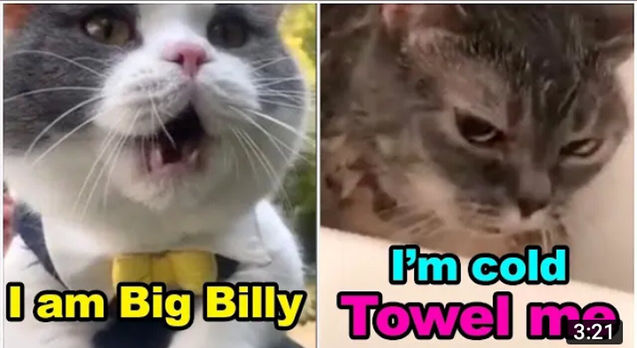 Cats talking !! these cats can speak english better than human