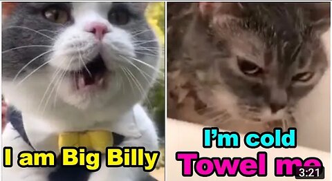 Cats talking !! these cats can speak english better than human