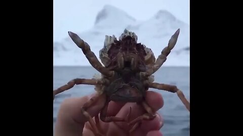 Decorator Crab