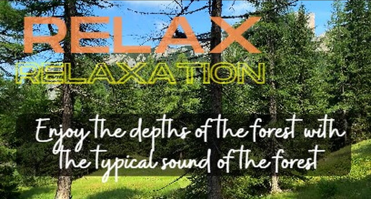 Relax & Relaxation : Enjoy the depths of the forest