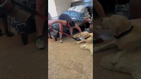 labrador completely ignores the vacuum cleaner youtubetomp34 com #Shorts