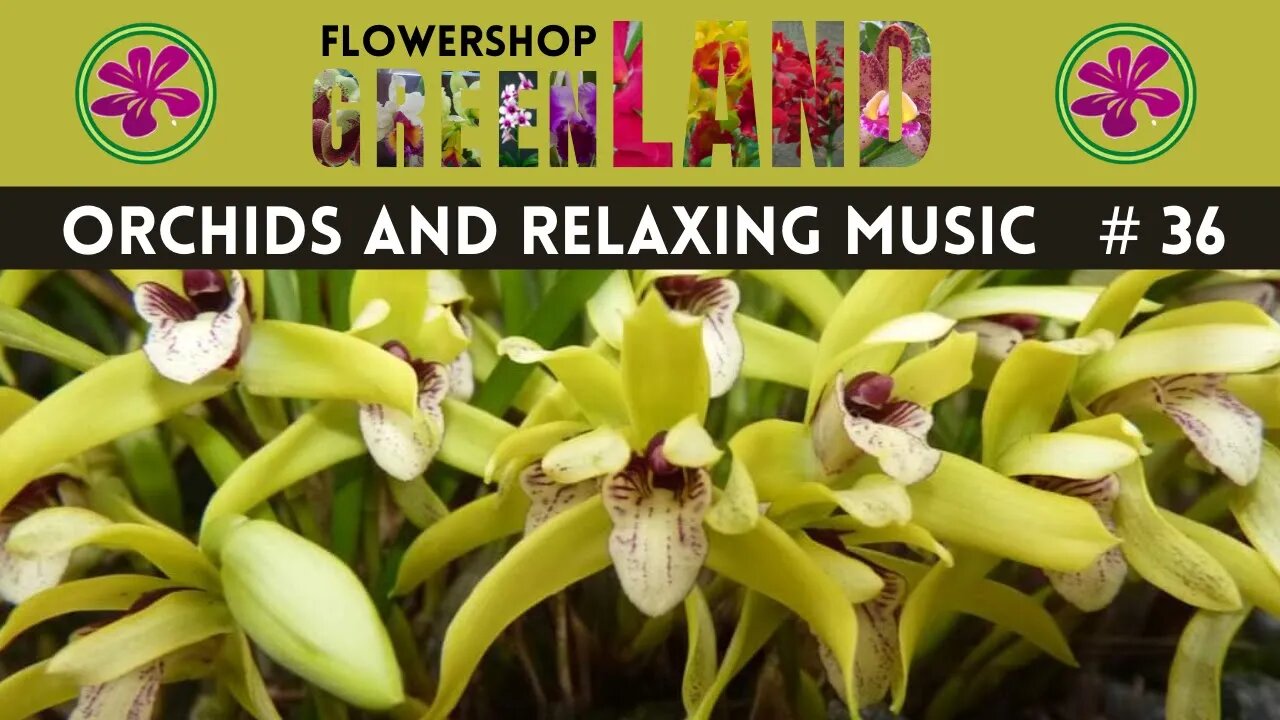 LITTLE PRELUDE AND FUGUE MUSIC | 100 ORCHIDS TO THE SOUND OF RELAXING MUSIC | #36