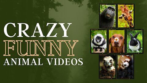 Funny animal videos 2023