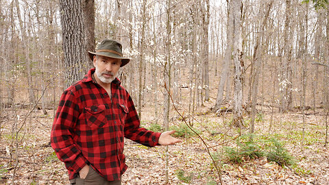 Shiitake Mushroom Logs after 2 Years, Transplanting and Establishing a Wild Leek Patch