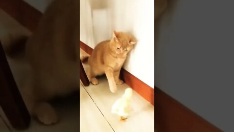 cat and chicks #reels #shorts #cat #funny