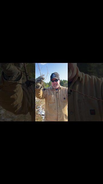 Consider this before planting trees #deer #deerhunting #hunting #biology #foodplot #shorts