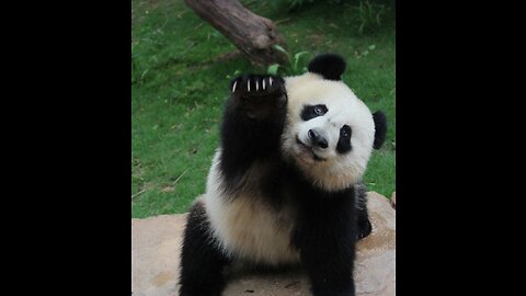 Funny Panda Videos 🐼