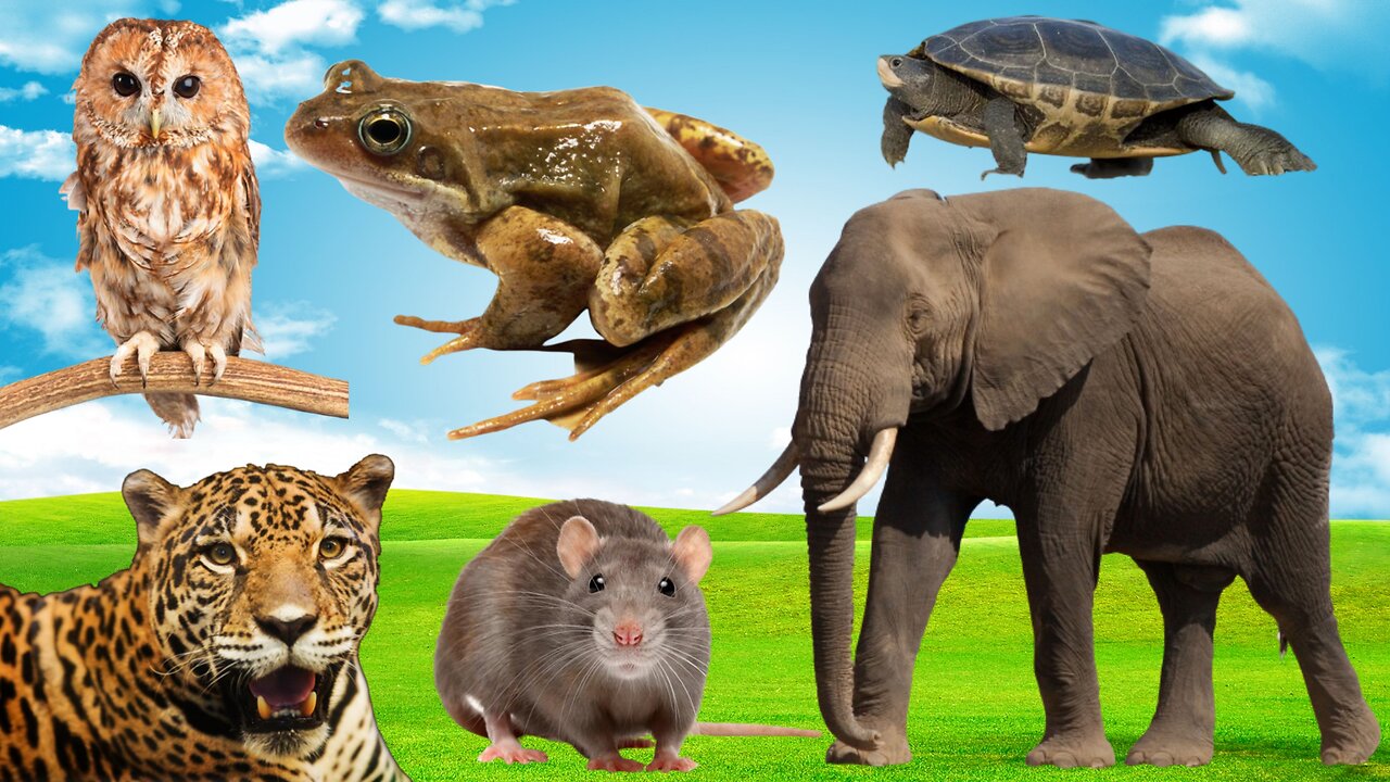 Animals - cat, dog, elephant, cow, Tiger, Lion, animals video