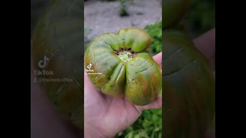 Jersey Tomato Harvest 🍅😎