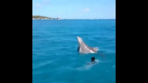 Doggo Playing with the Dolphin