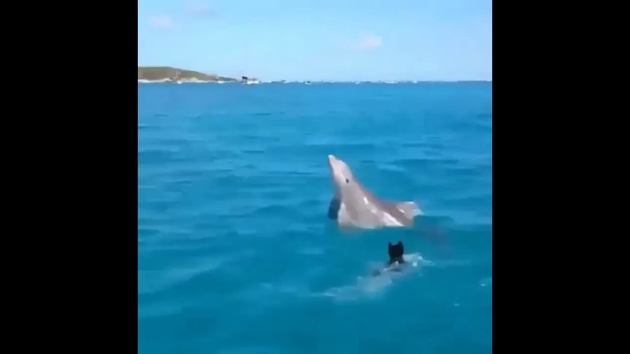 Doggo Playing with the Dolphin