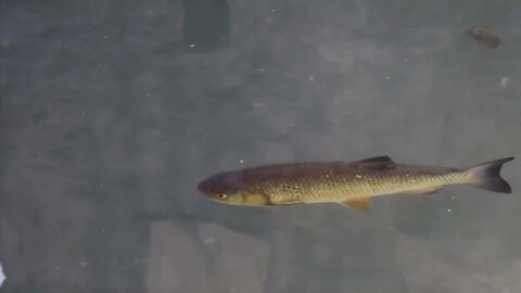 Close Up of Fish Swimming in the Aabach River in Switzerland