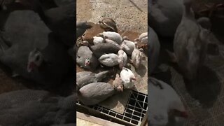 Guinea fowl keets on doorstep