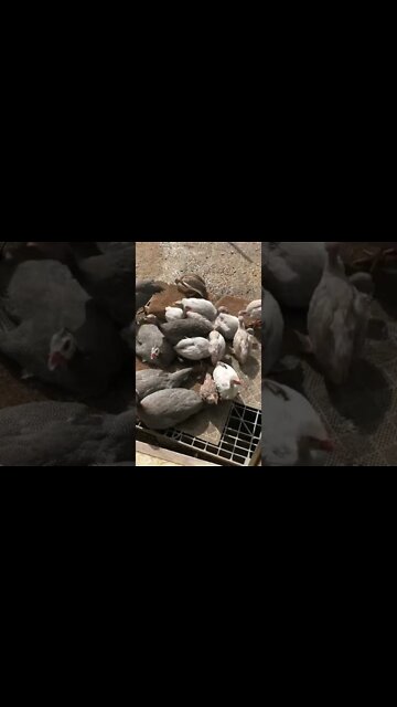 Guinea fowl keets on doorstep