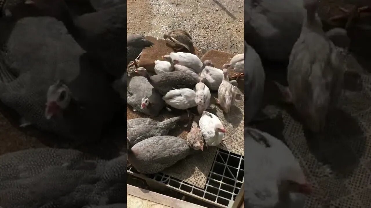 Guinea fowl keets on doorstep