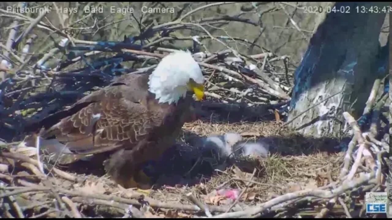 Hays Eagles Dad watches Eaglet H12 crop drop 2020 04 02 13 42 52 973