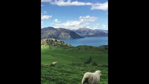 Natural Grasses of Wanaka, New Zealand